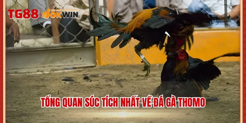 Tổng quan súc tích nhất về đá gà Thomo